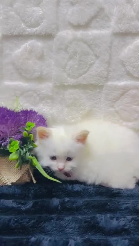 Ragdoll cats for sale:  Exceptional GCCF Registered Ragdoll Kittens   - Video 2