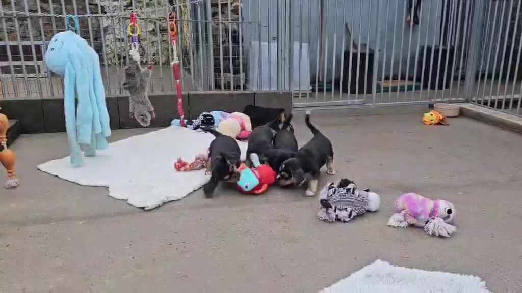 Bocker dogs for sale: Beautiful Bocker Bitch Puppies - Ready 25.02.26 - Video 1