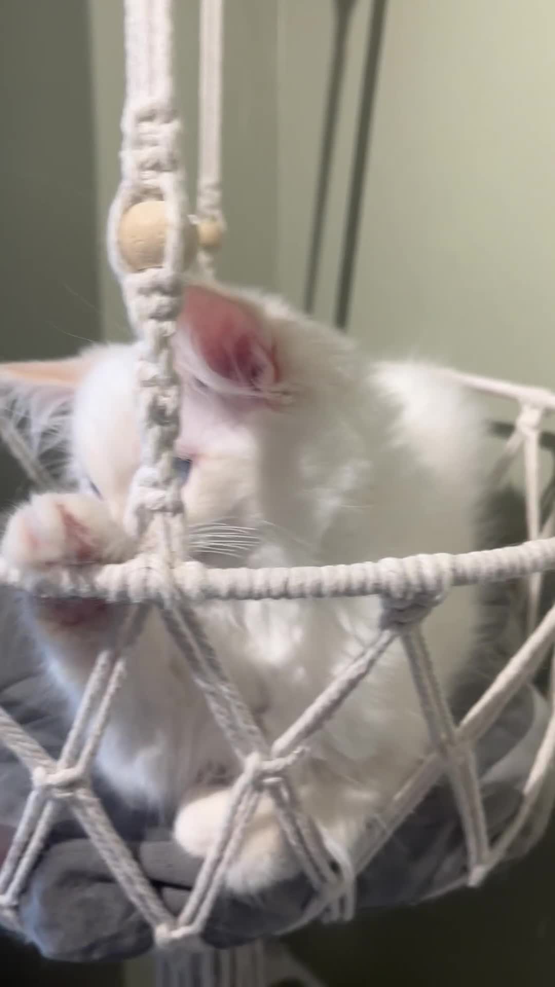 Ragdoll cats for sale: Cream point boy ready now in Lincoln - Video 1