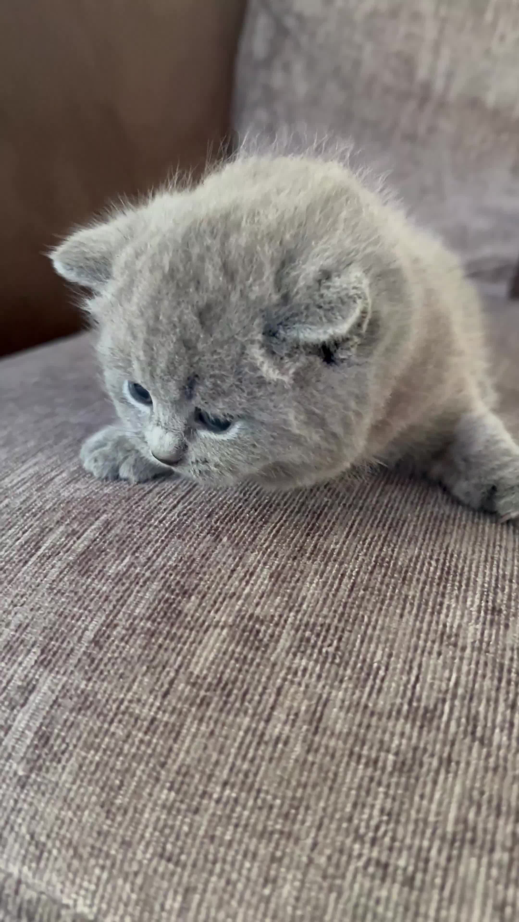 British Shorthair cats for sale: Beautiful Chunky Fluffy British Shorthair Kittens - Video 3