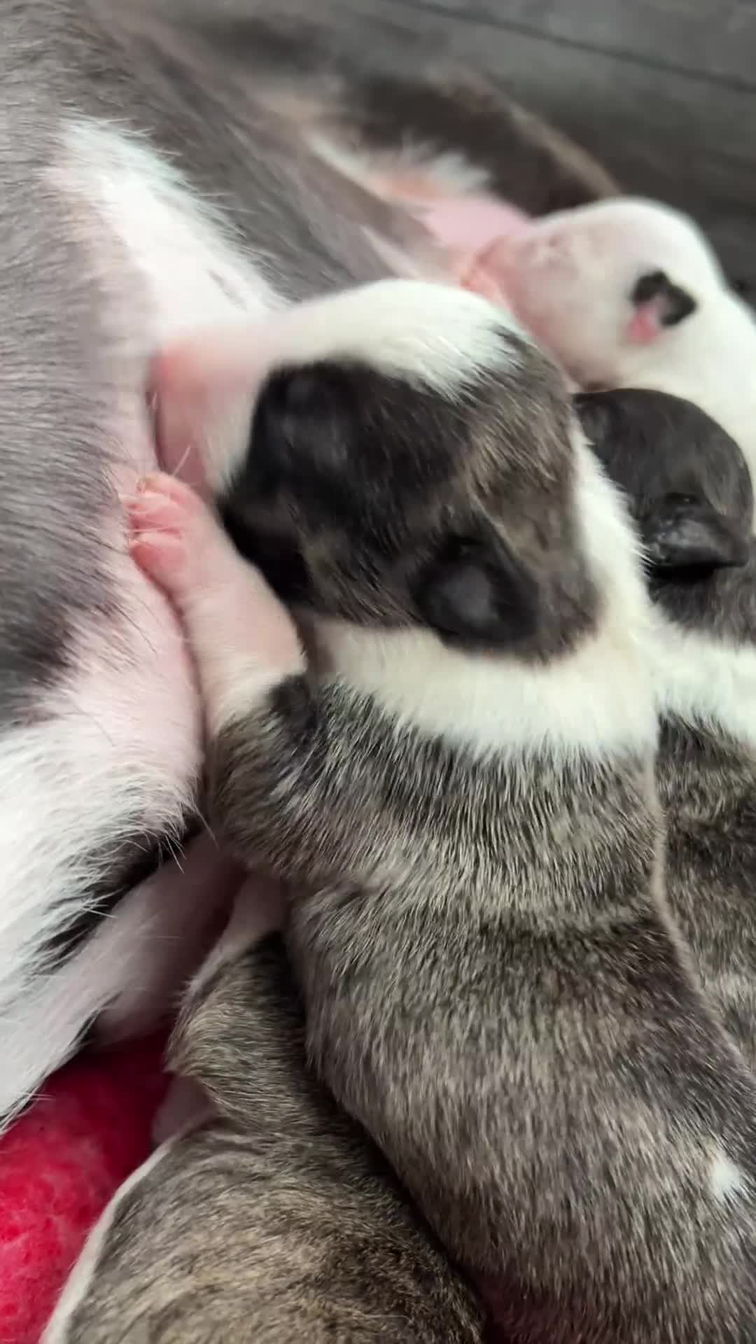 English Bull Terrier dogs for sale: Janineabullz bull terriers beautiful litter  - Video 1