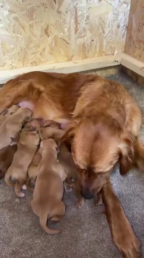 Golden Retriever dogs for sale: Stunning Golden Retriever Pups - Video 3