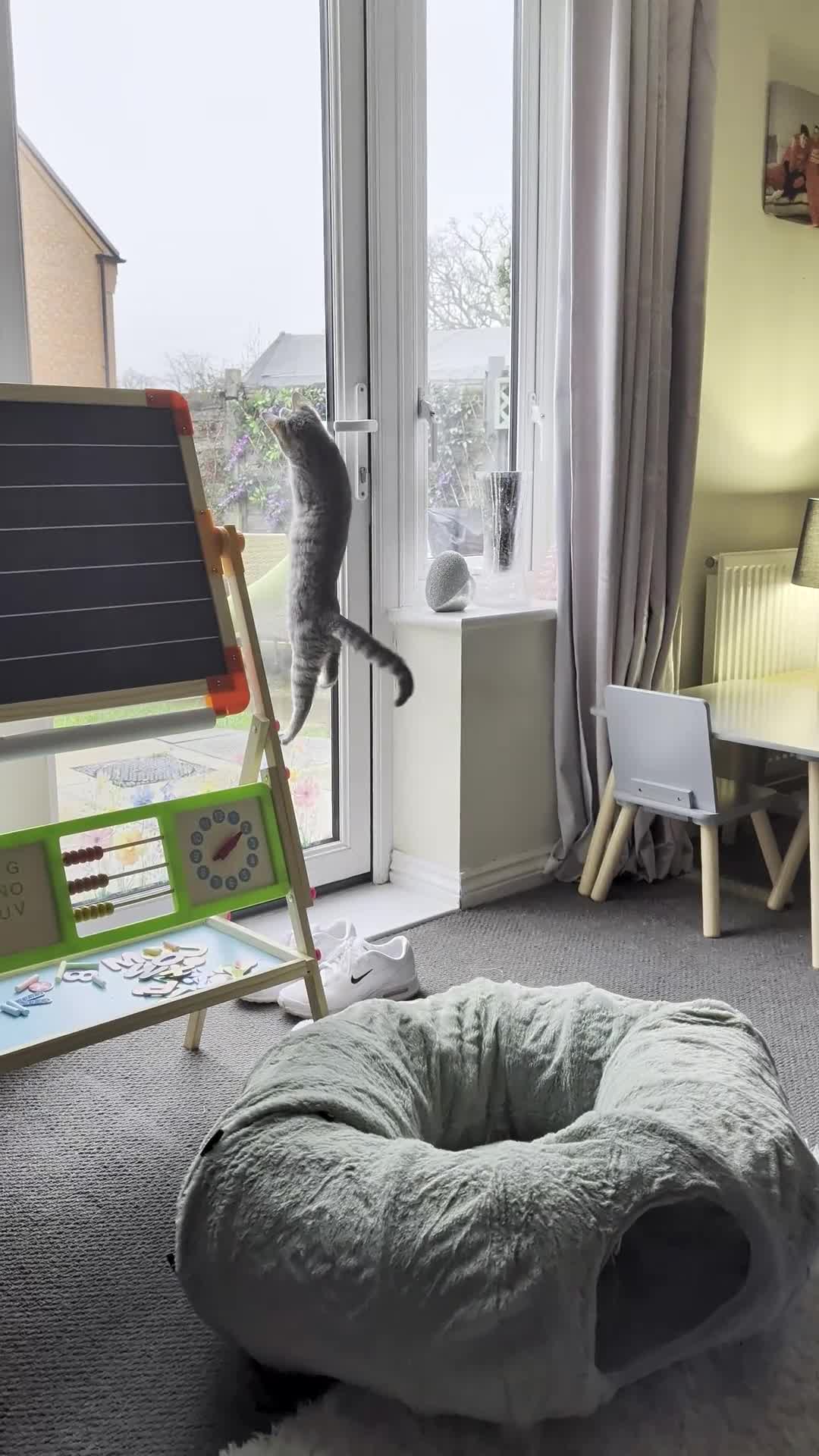 Mixed Breed cats for sale: 9 months old beautiful girl  - Video 1