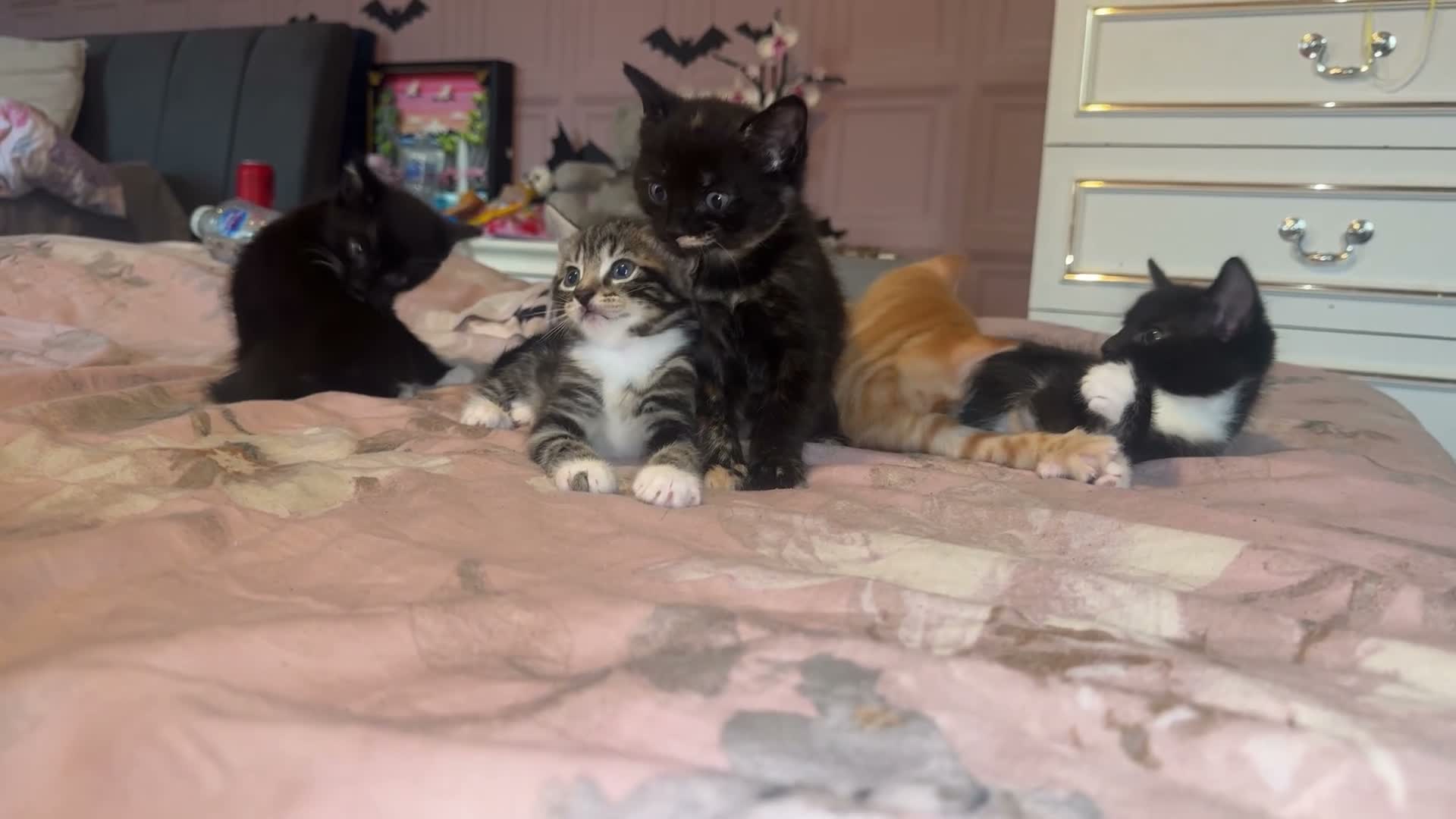 Mixed Breed cats for sale: 2 kittens left for collection 23rd October  - Video 2
