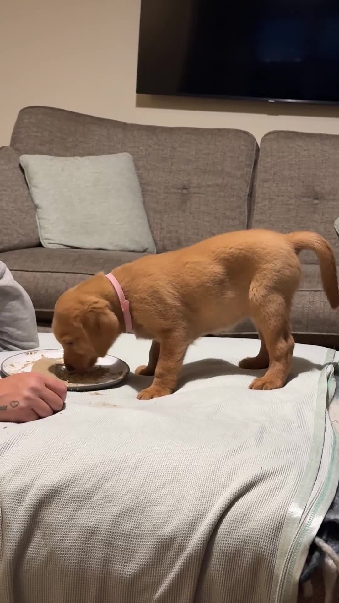 Labrador Retriever dogs for sale: Stunning Labrador Puppy's ( 4 girls, 3 boys ) - Video 1