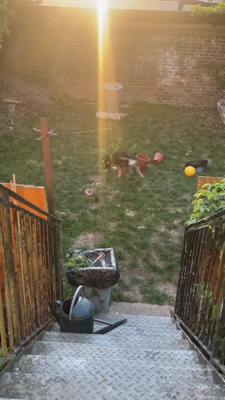 Mixed Breed dogs for sale:     Texas - 6 Month Old Puppy - Video 1