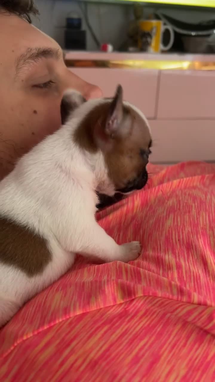 French Bulldog dogs for sale: Red pied female  - Video 1