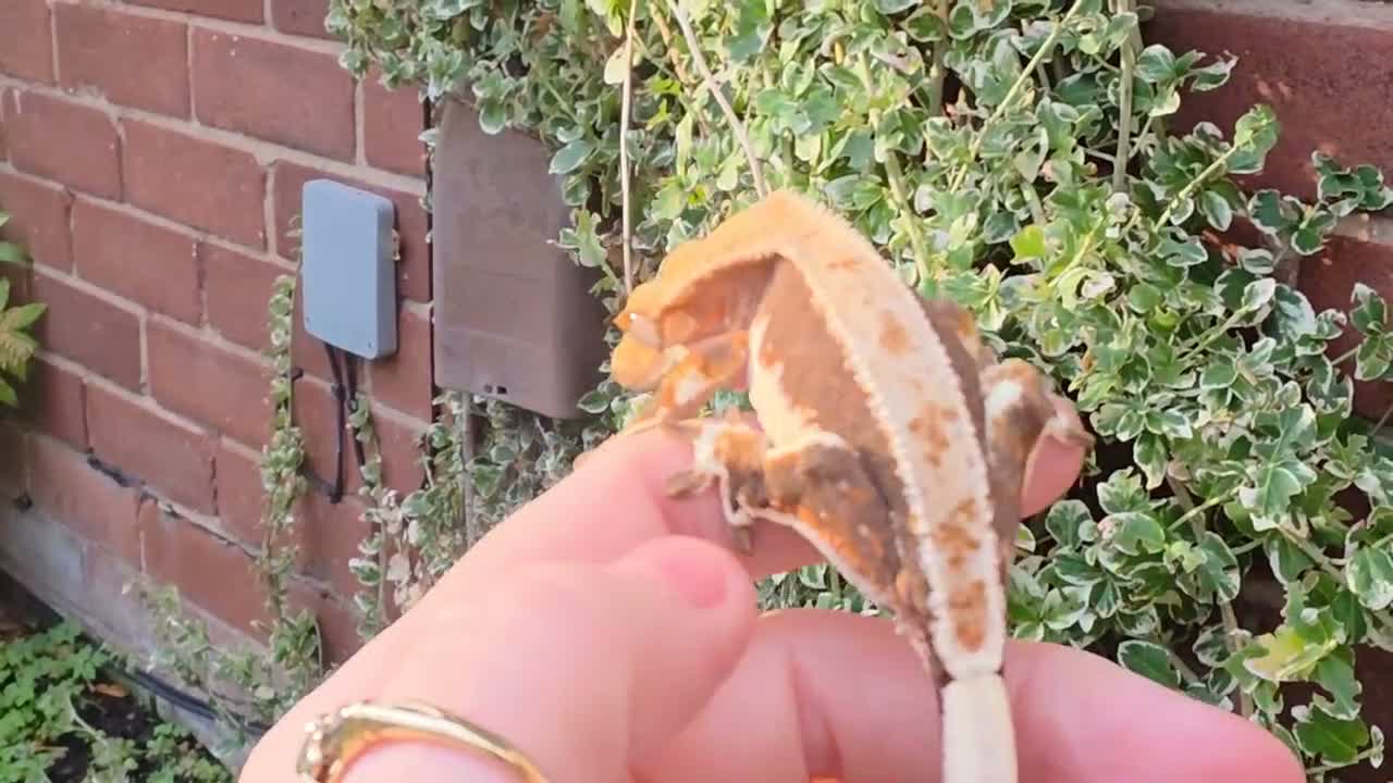 Gecko reptiles for sale: Various crested geckos  - Video 2