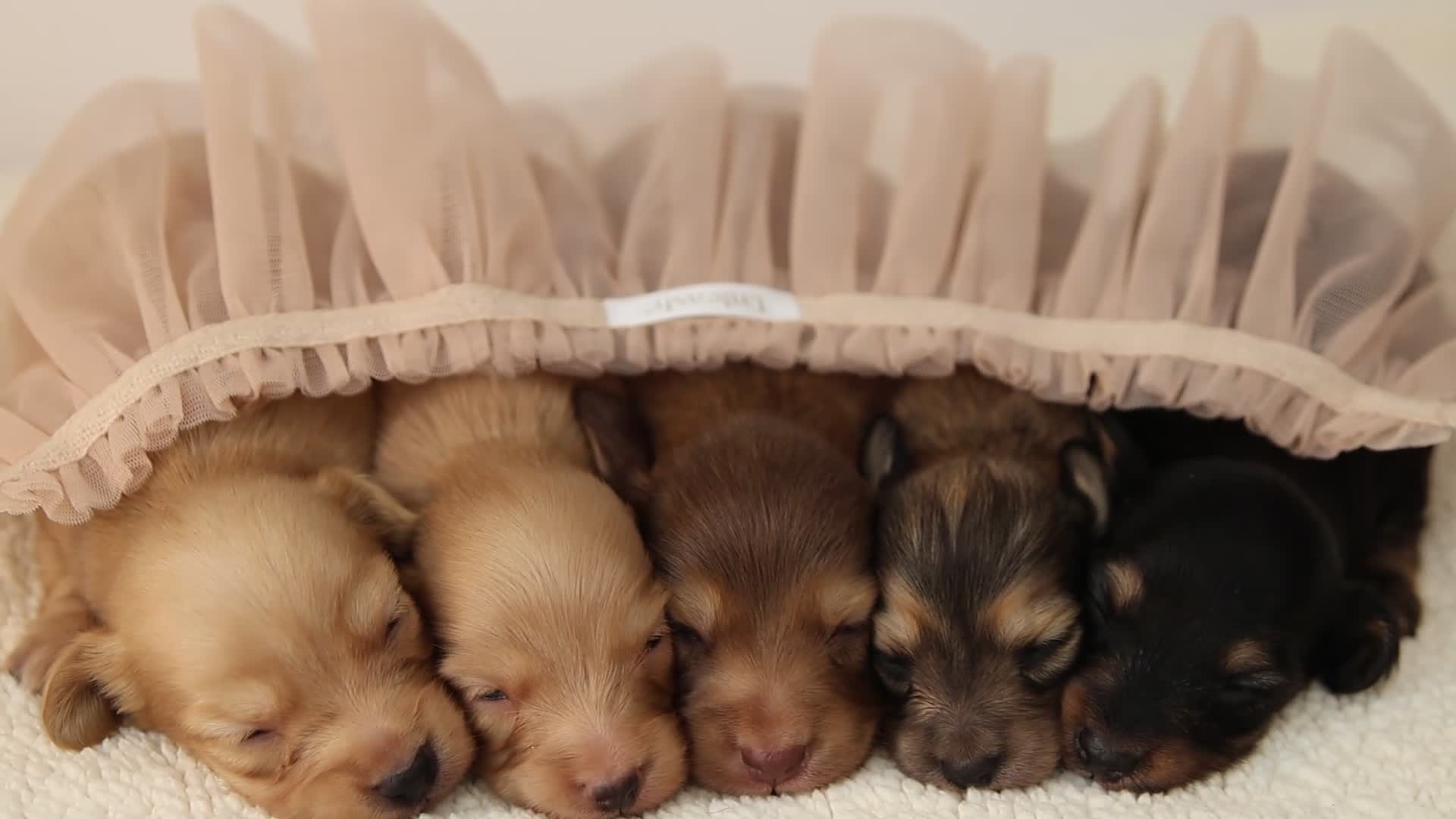 Miniature Dachshund dogs for sale: 5*Licensed+CREAM+LONGHAIR+Kc+PRACLEAR+VetChecked - Video 1