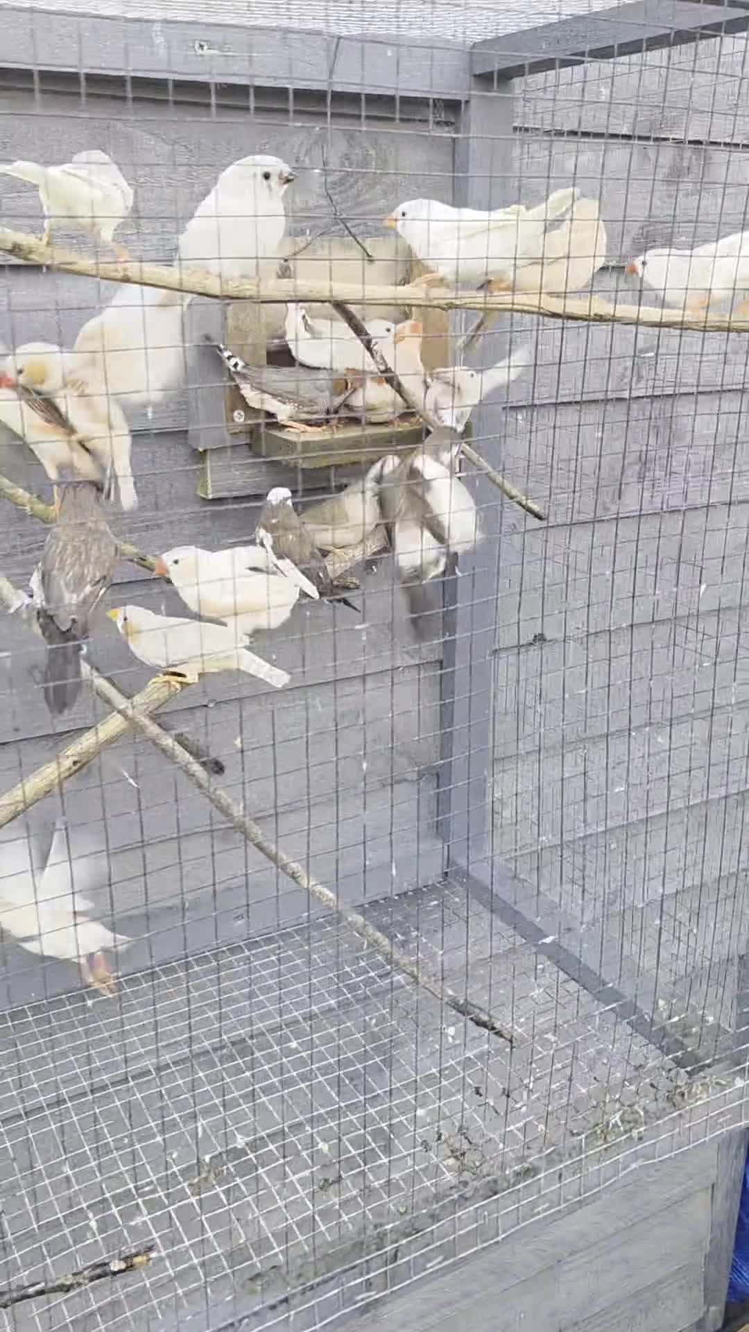 Finches birds for sale: Mix Aviary born Zebra Finch - Video 3