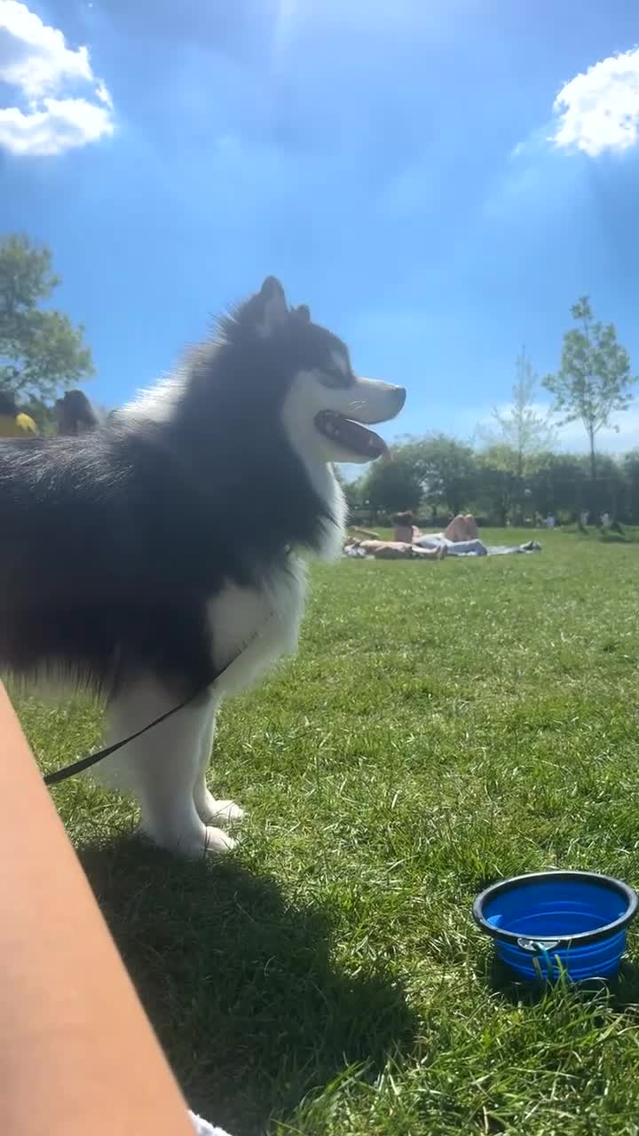 Pomsky dogs for sale: Pomsky up for adoption  - Video 1