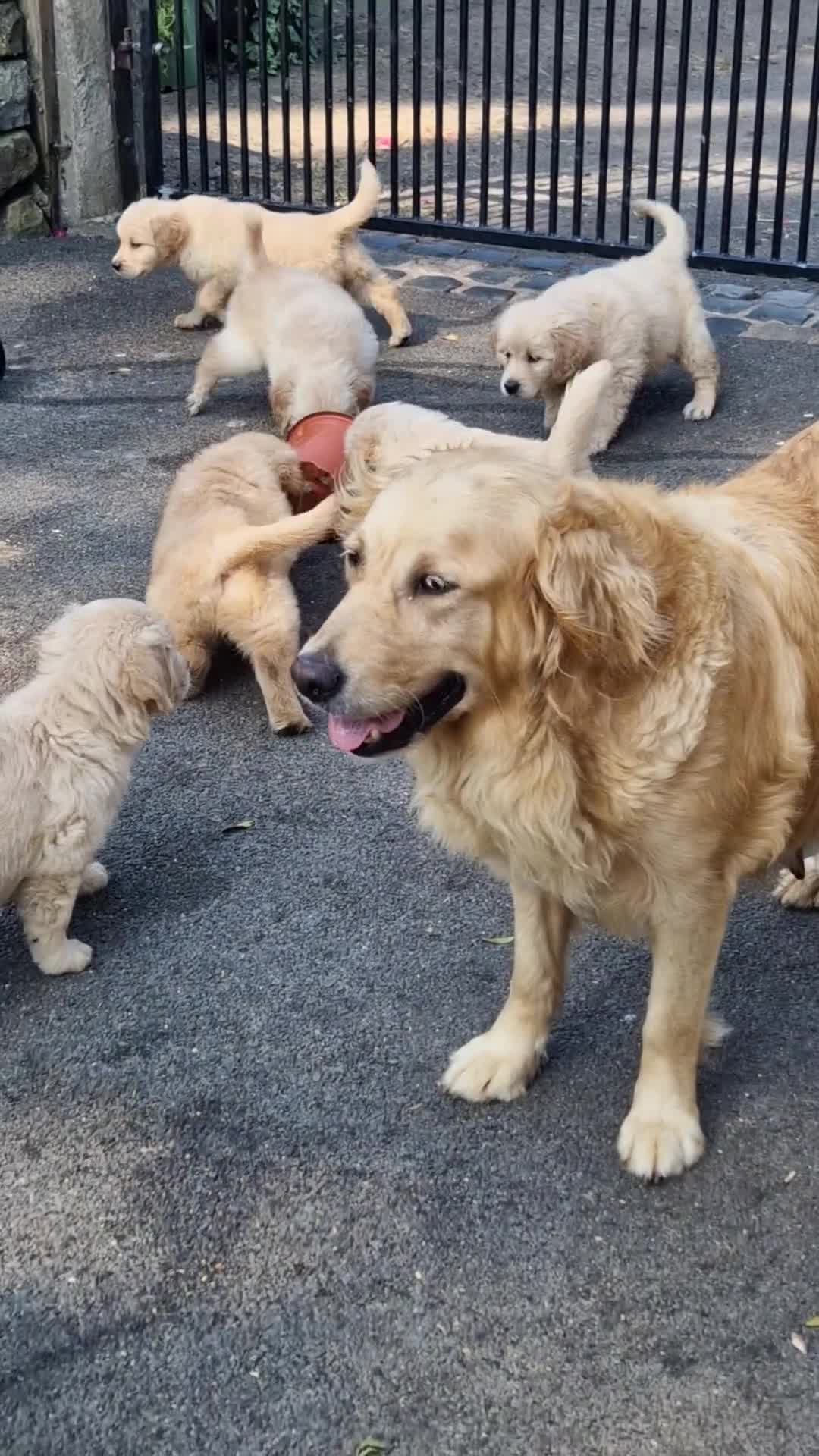 Golden Retriever dogs for sale: Stunning golden Girls - Video 1