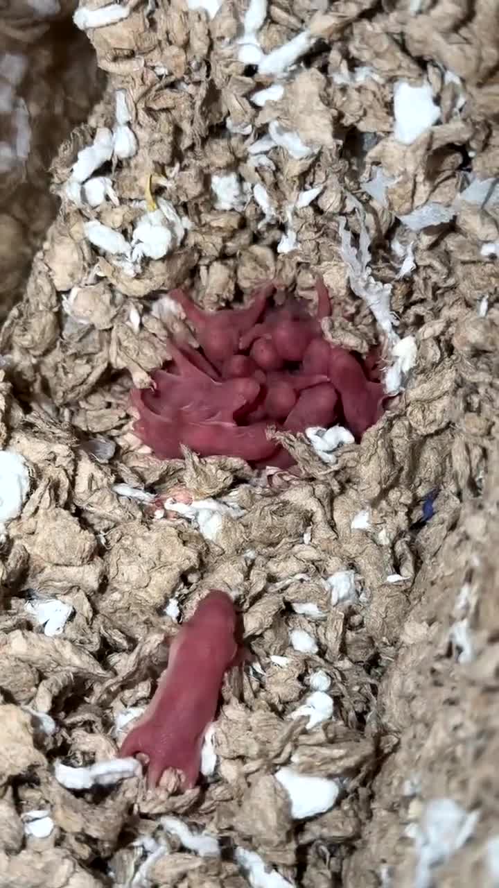 Hamster rodents for sale: Syrian hamsters babies in Clacton-on-Sea - Video 2