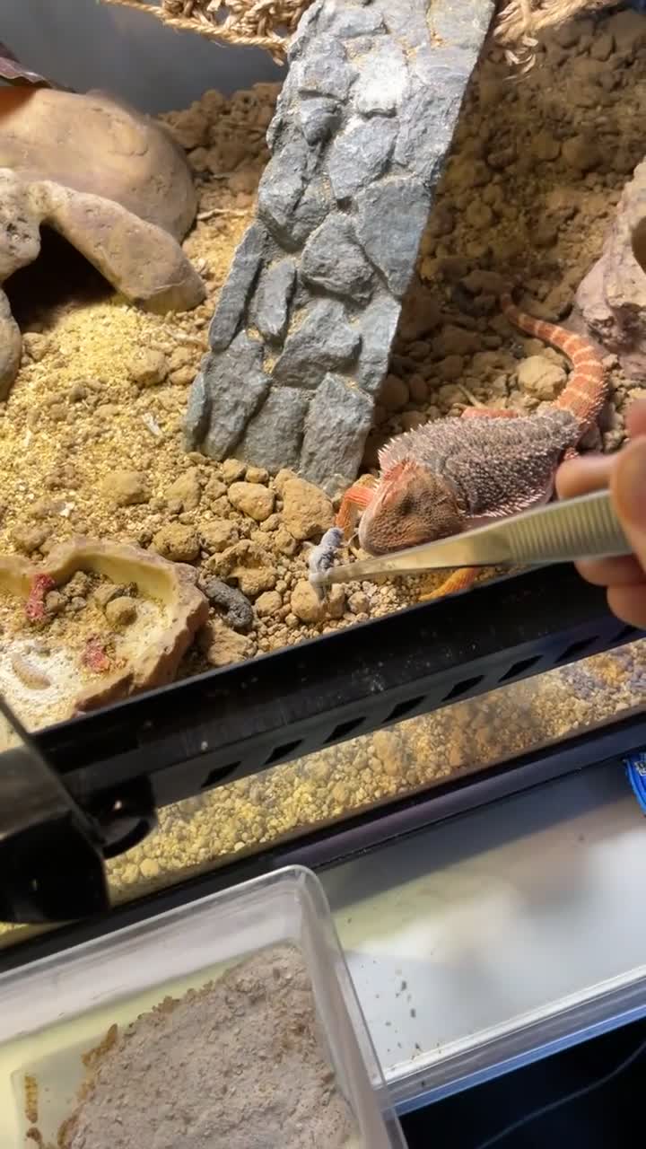 Bearded Dragon reptiles for sale: Bearded dragon - Video 1