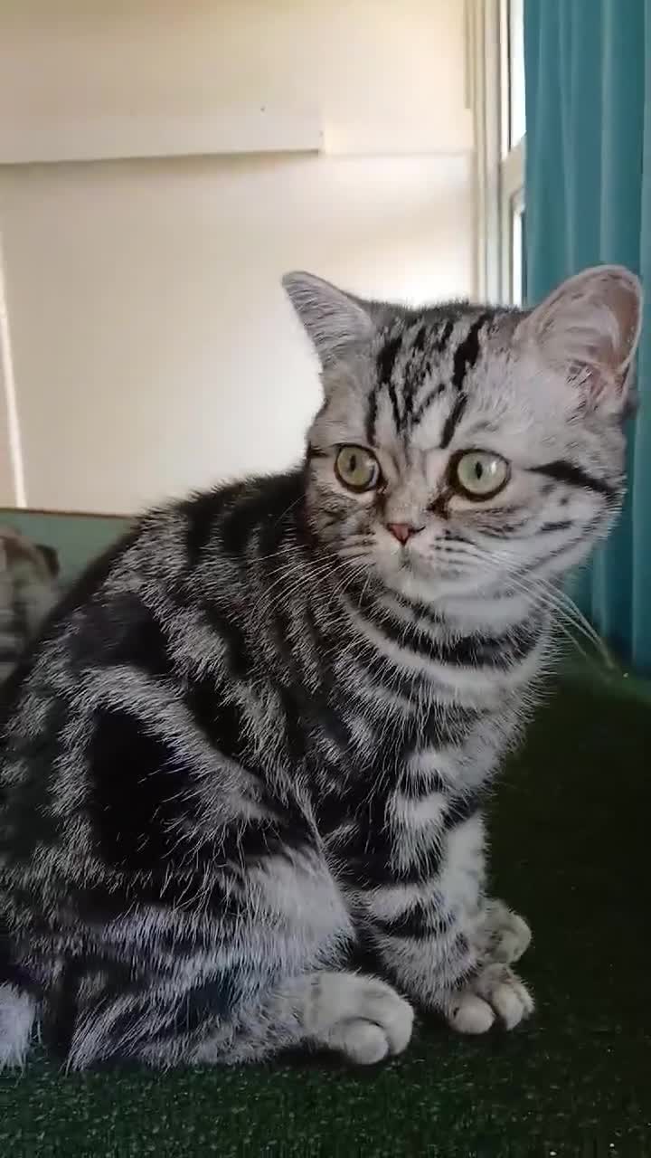 British Shorthair cats for sale: Bsh. Silver Classic Tabby . - Video 2