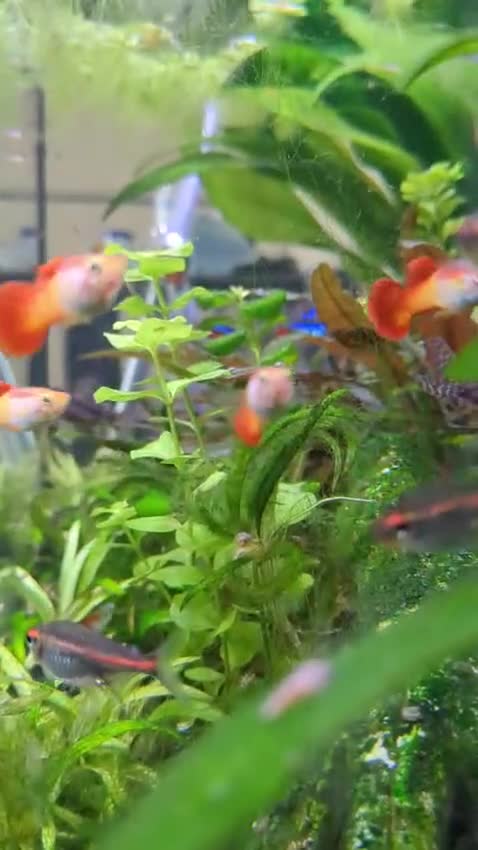 Mollies fish for sale: Stunning, Cheeky Guppy Fry in Barnsley - Video 2