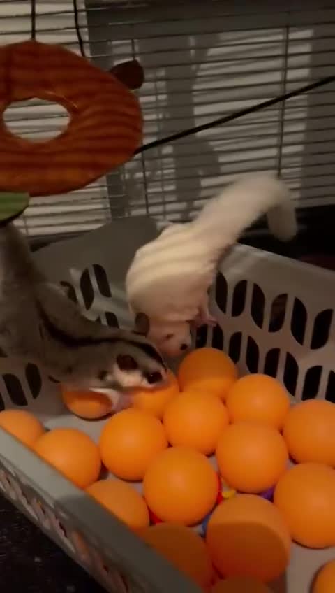 Sugar Glider rodents for sale: Twin sugar gliders - Video 2