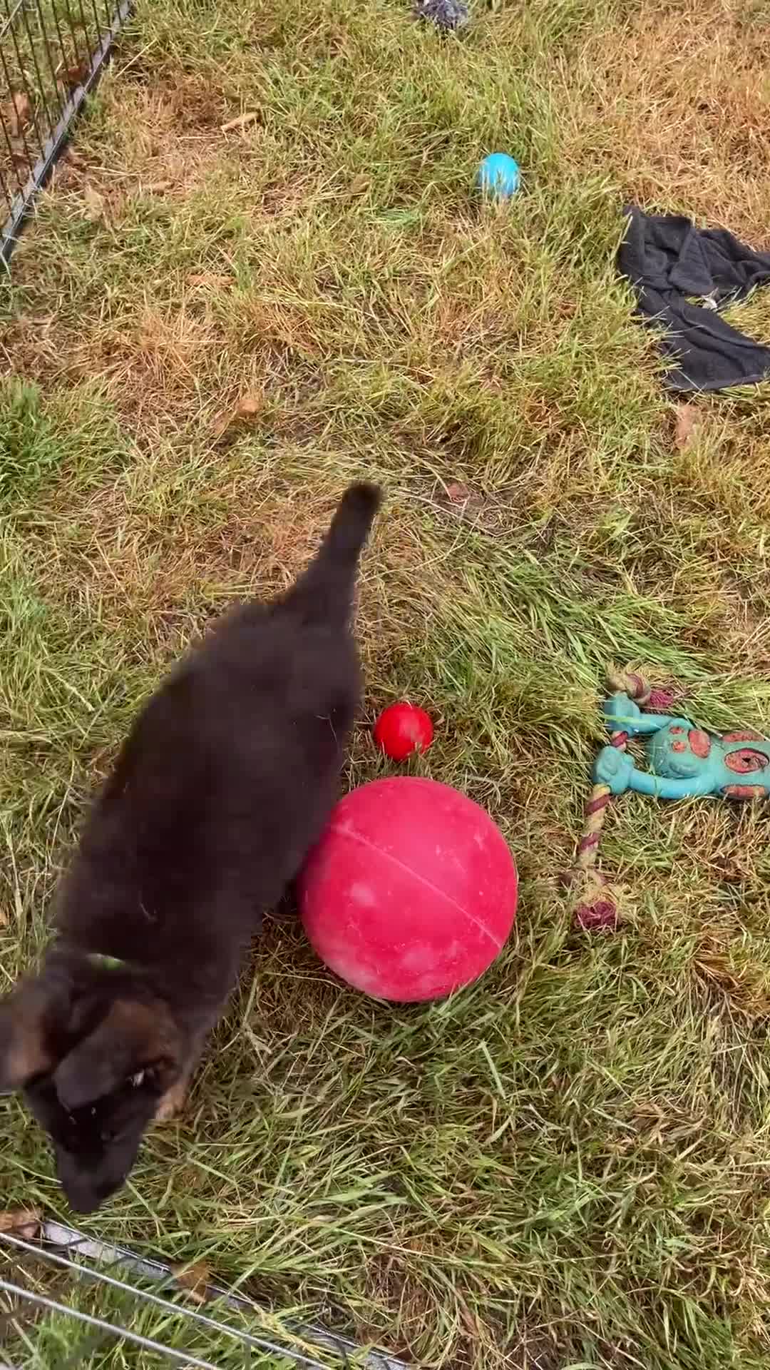 German Shepherd dogs for sale: German Shepherd pups KCRegistered/hip&elbow scored - Video 4
