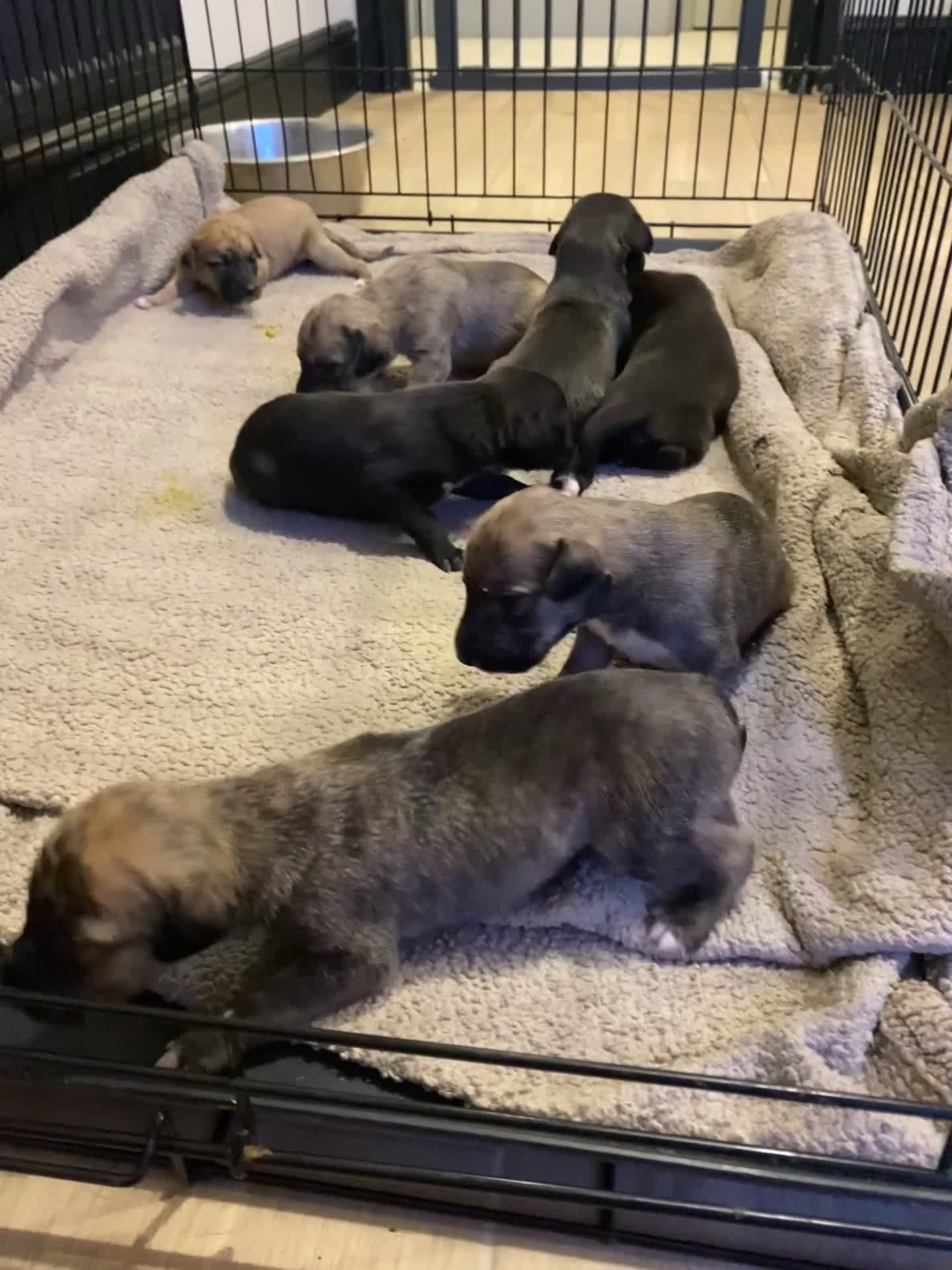 Mixed Breed dogs for sale: Bedlington Whippet cross puppies - Video 1