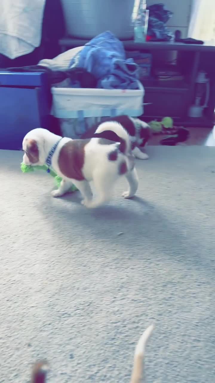 Mixed Breed dogs for sale: 1 puppy  - Video 2