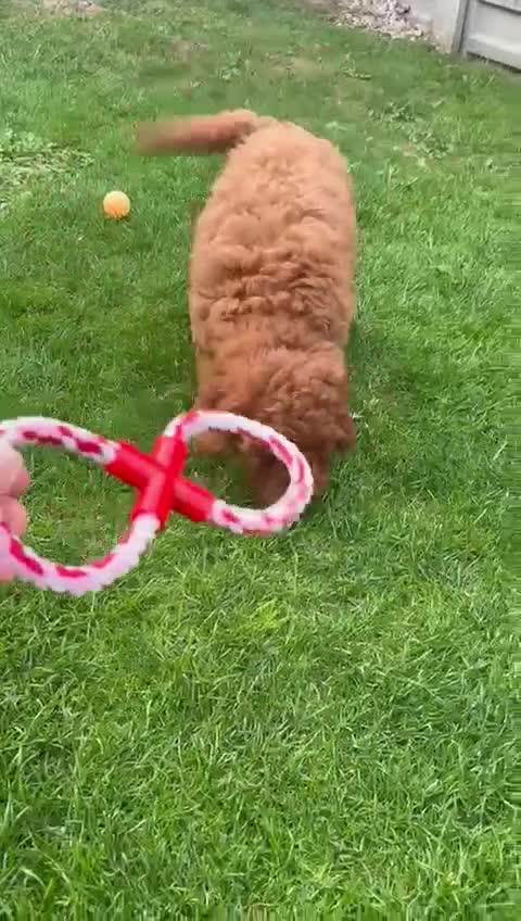 Cockapoo dogs for sale: F1b fox red Fully vaccinated Male - Video 1