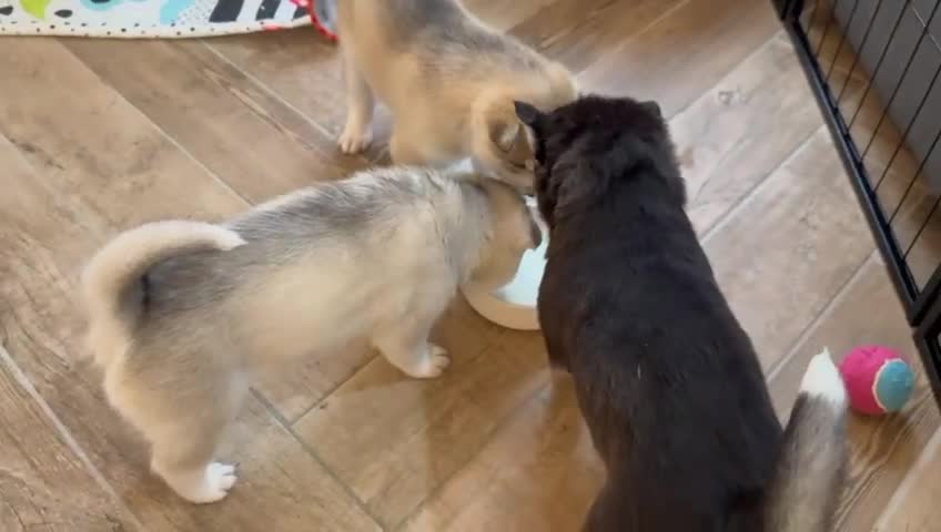 Siberian Husky dogs for sale: Pure Siberian Huskies 3 Puppies - Video 4