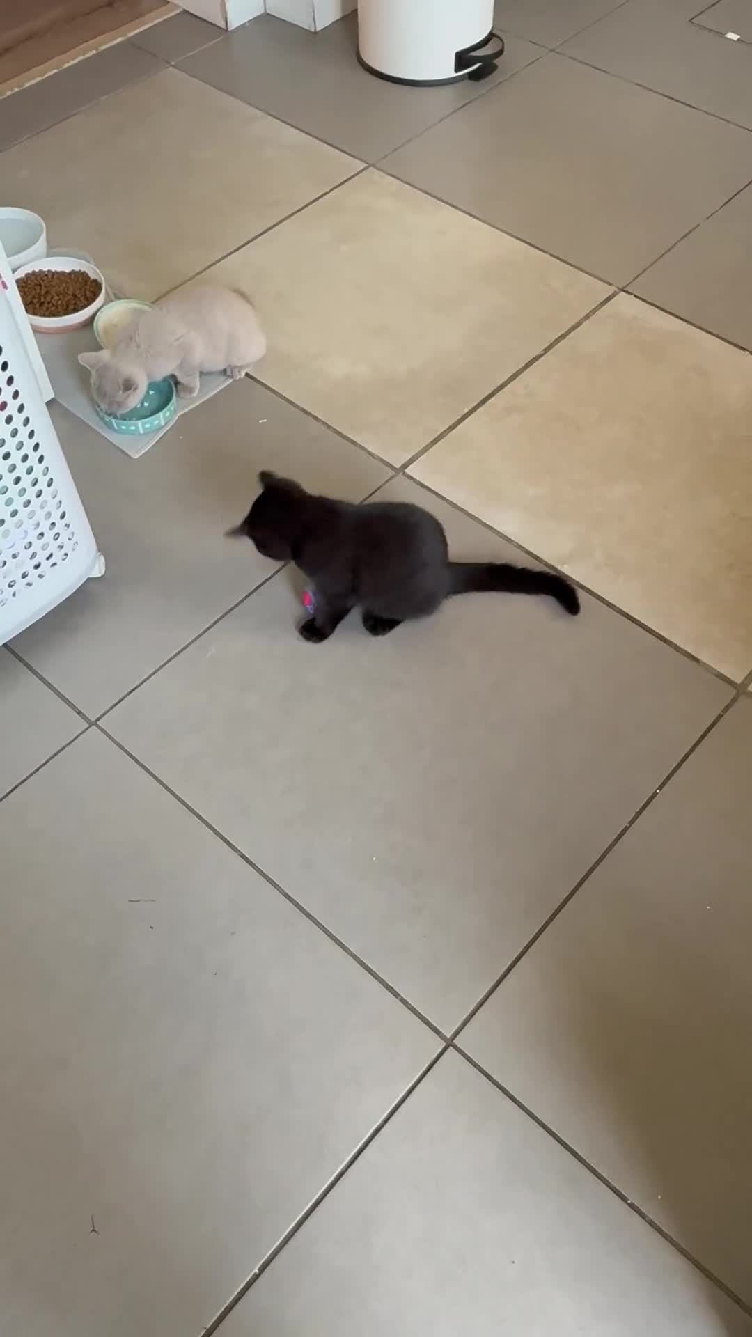 British Shorthair cats for sale: Gccf reg. British Shorthair Lilacs,Black - Video 1