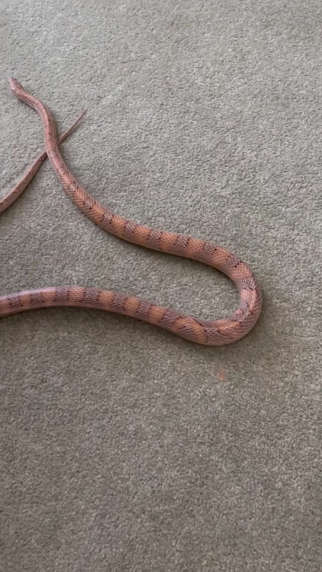 Corn Snake reptiles for sale: Healthy Adult Corn Snake (male) + Large Vivarium in Ashford - Video 1