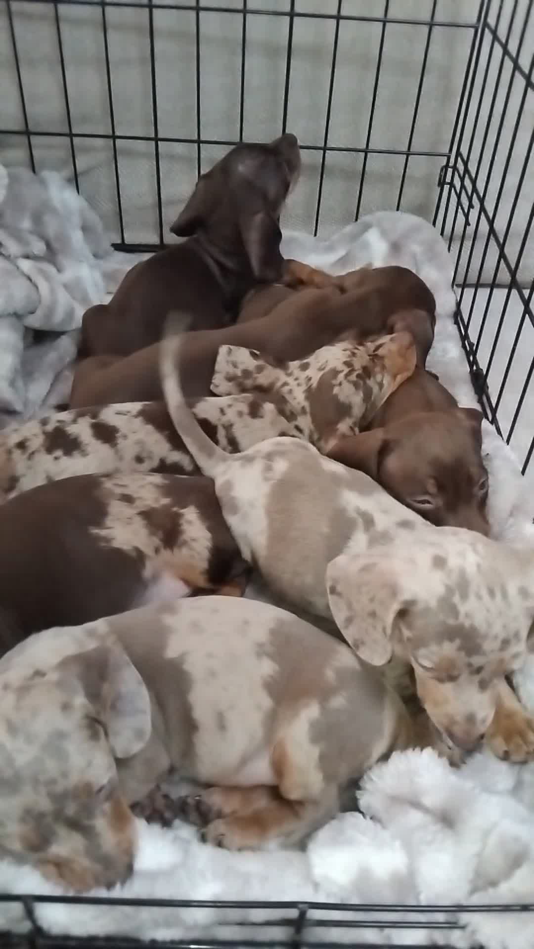 Miniature Dachshund dogs for sale: KC, PRA, STUNNING LITTER MIN,DASH😍 - Video 1