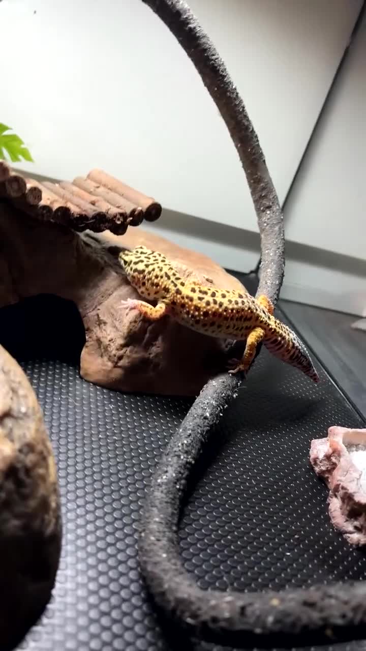 Leopard Gecko reptiles for sale: Leopard gecko  - Video 1