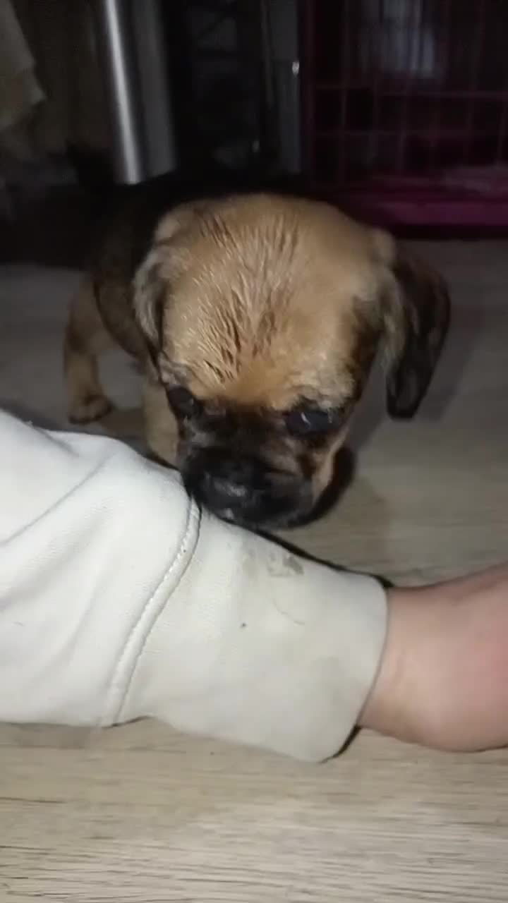 Mixed Breed dogs for sale: Mixed breed  - Video 3