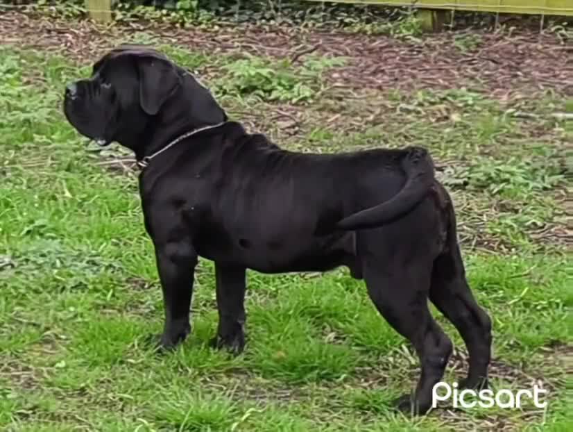 Mixed Breed dogs for sale: Boerboel X Mastiff - Video 1