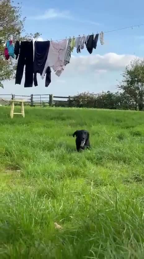 Cocker Spaniel dogs for sale: KC cocker spaniels - Video 1