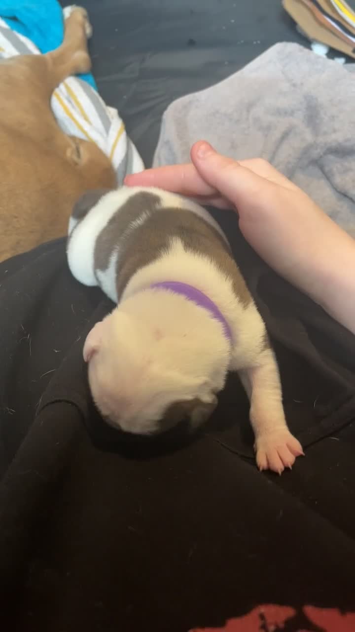 Mixed Breed dogs for sale: American Bulldog x Staffordshire Terrier puppies - Video 2