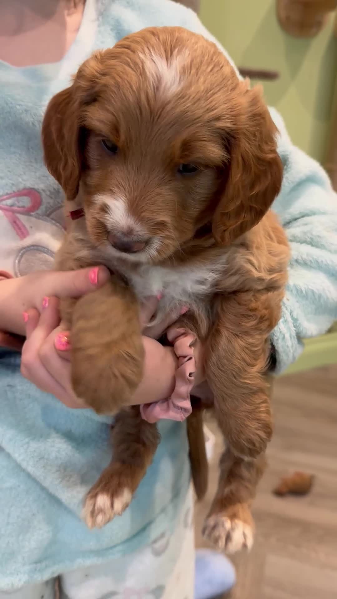 Goldendoodle dogs for sale: Golden doodles F2b L@@k reduced!!  - Video 5
