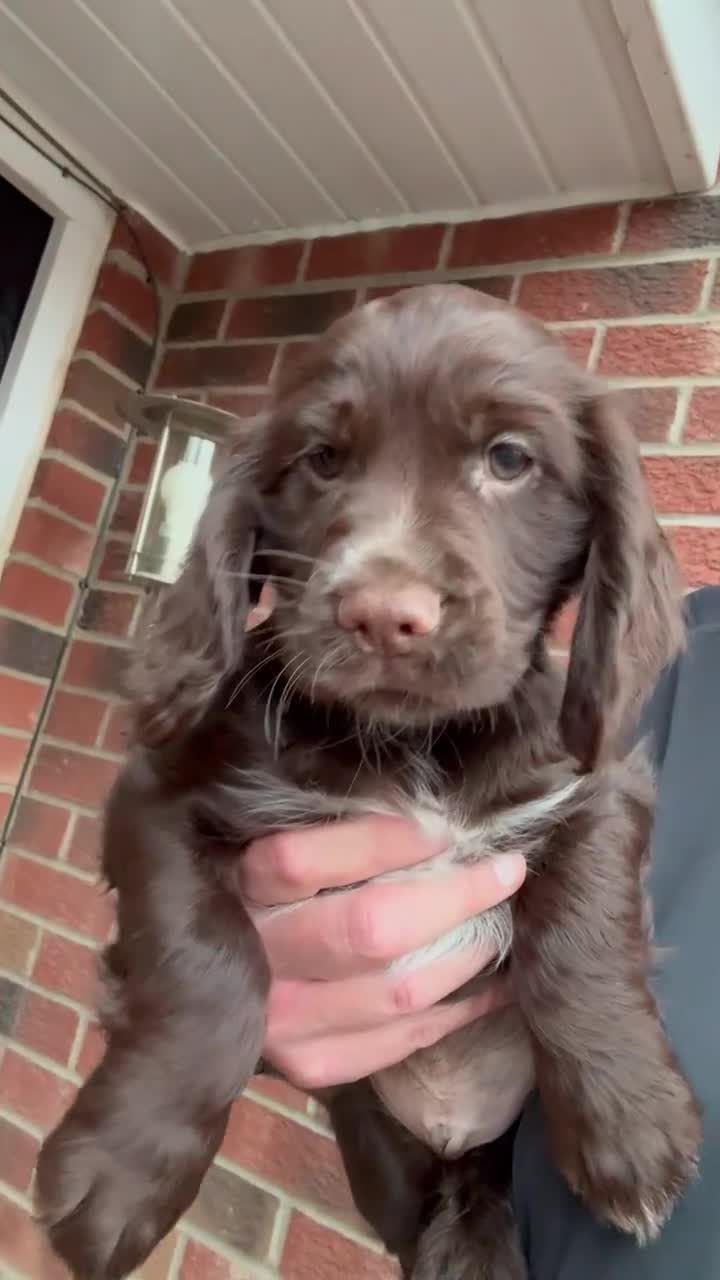 Cocker Spaniel dogs for sale: READY NOW Working (type) Cocker Spaniels KC Reg - Video 3