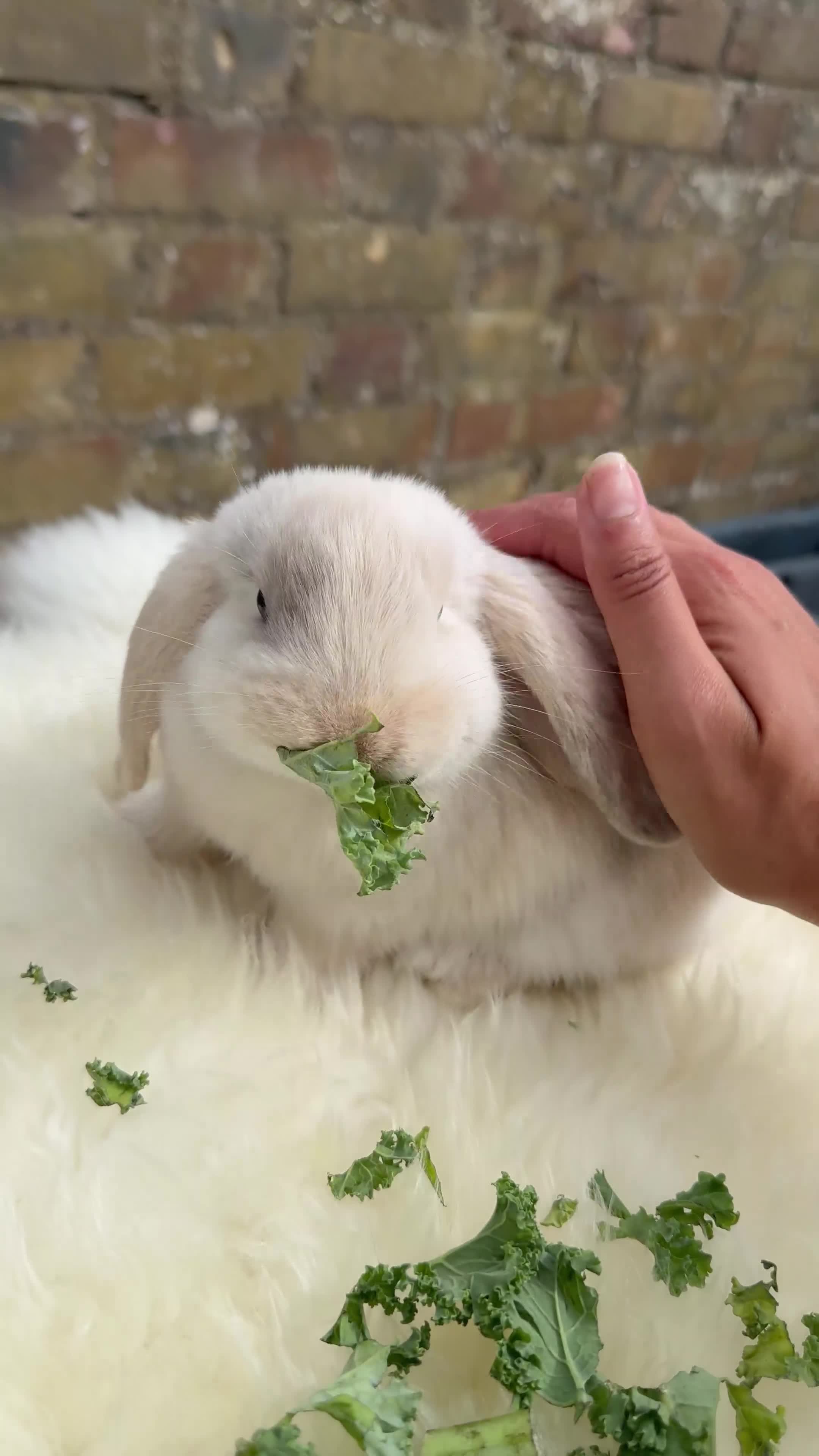 Mini Lop rabbits for sale: Pure Bred Mini Lops For Sale  - Video 2
