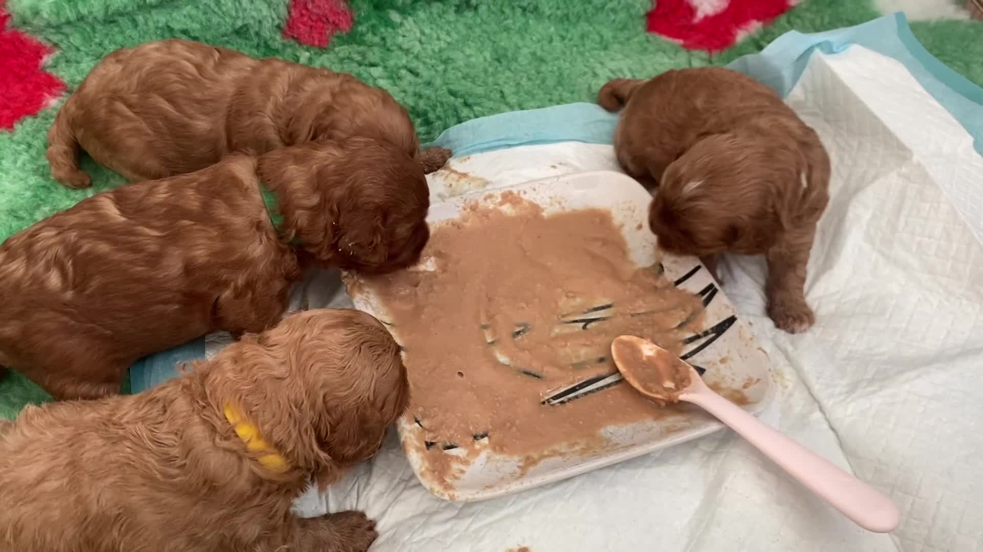 Cavapoo dogs for sale: Extensively Health tested cavapoos  - Video 1