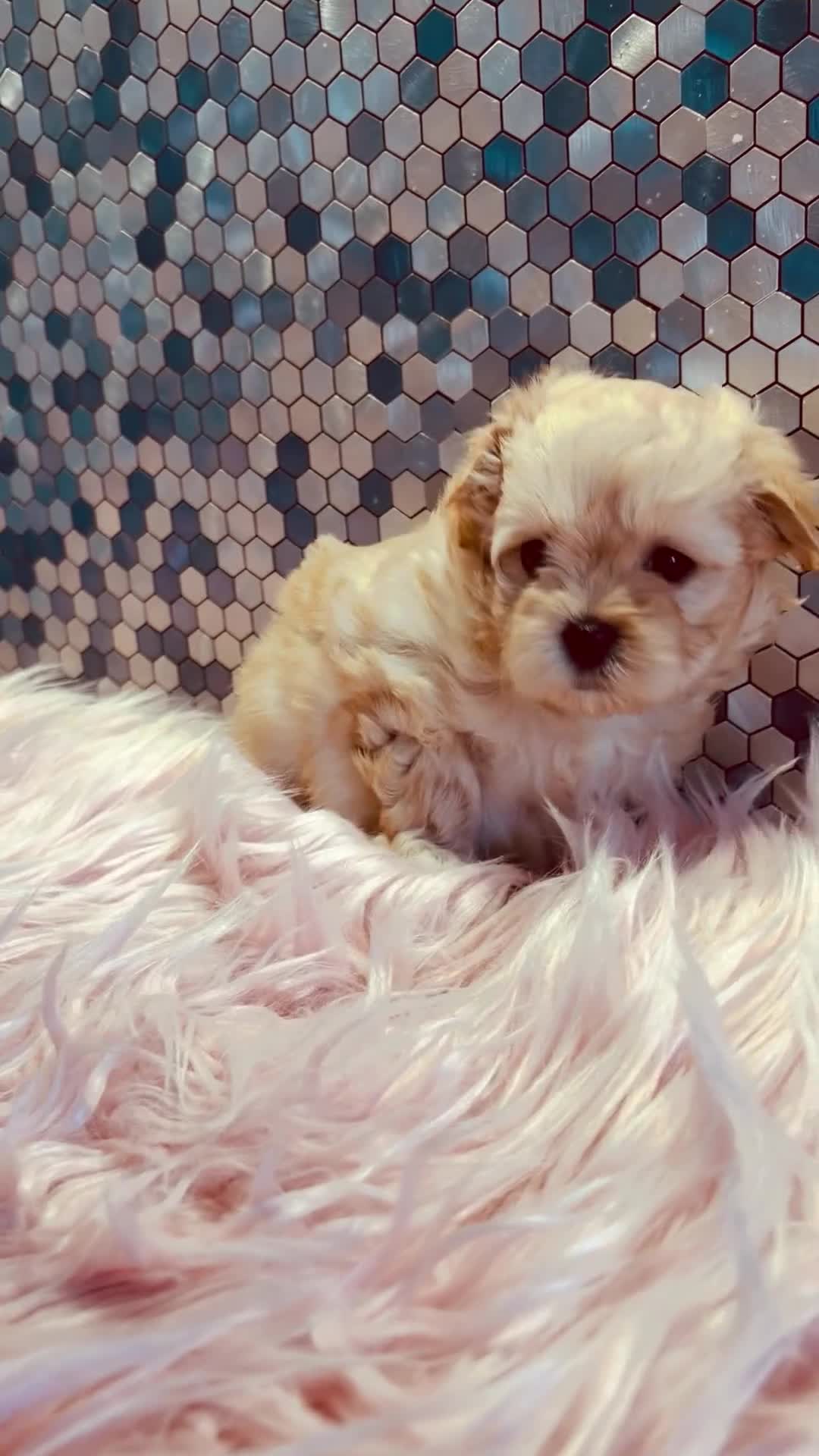 Maltipoo dogs for sale: F1 Korean multipoo one baby boy now available  - Video 2