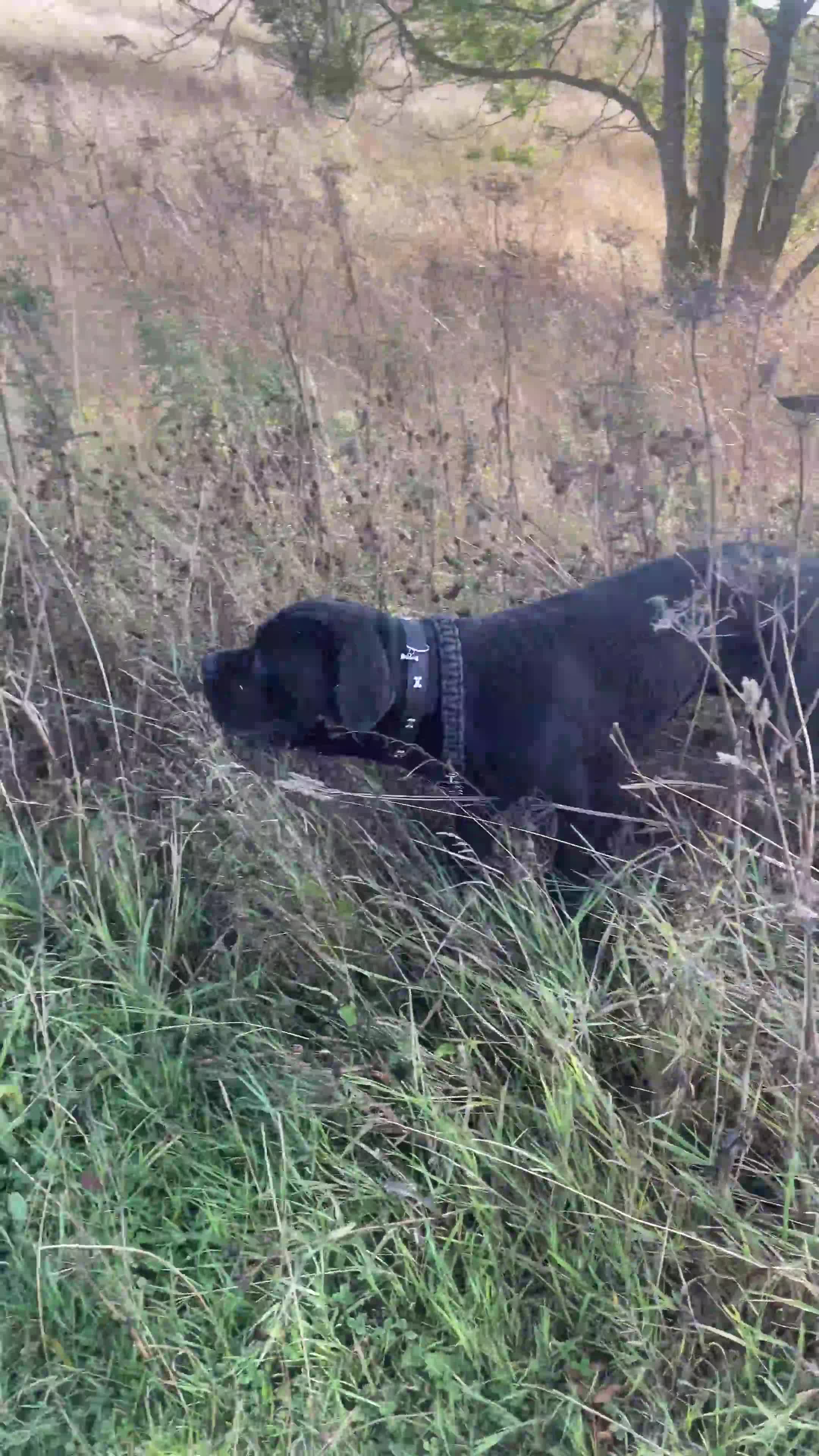 Cane Corso dogs for stud: Male cane corso looking to breed  - Video 1