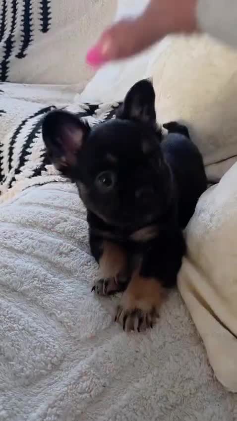 French Bulldog dogs for sale: FLUFFY FRENCHIE READY  - Video 1