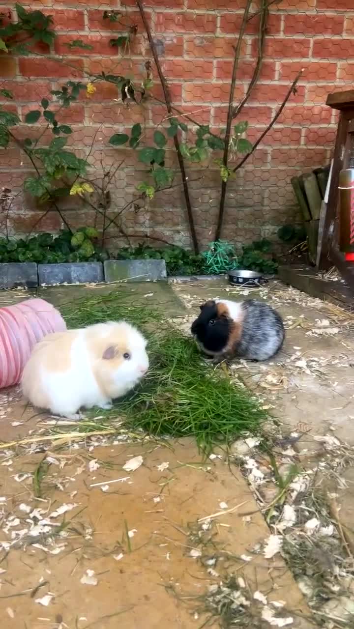 Guinea Pig rodents for sale: 2 male guinea pigs - Video 1