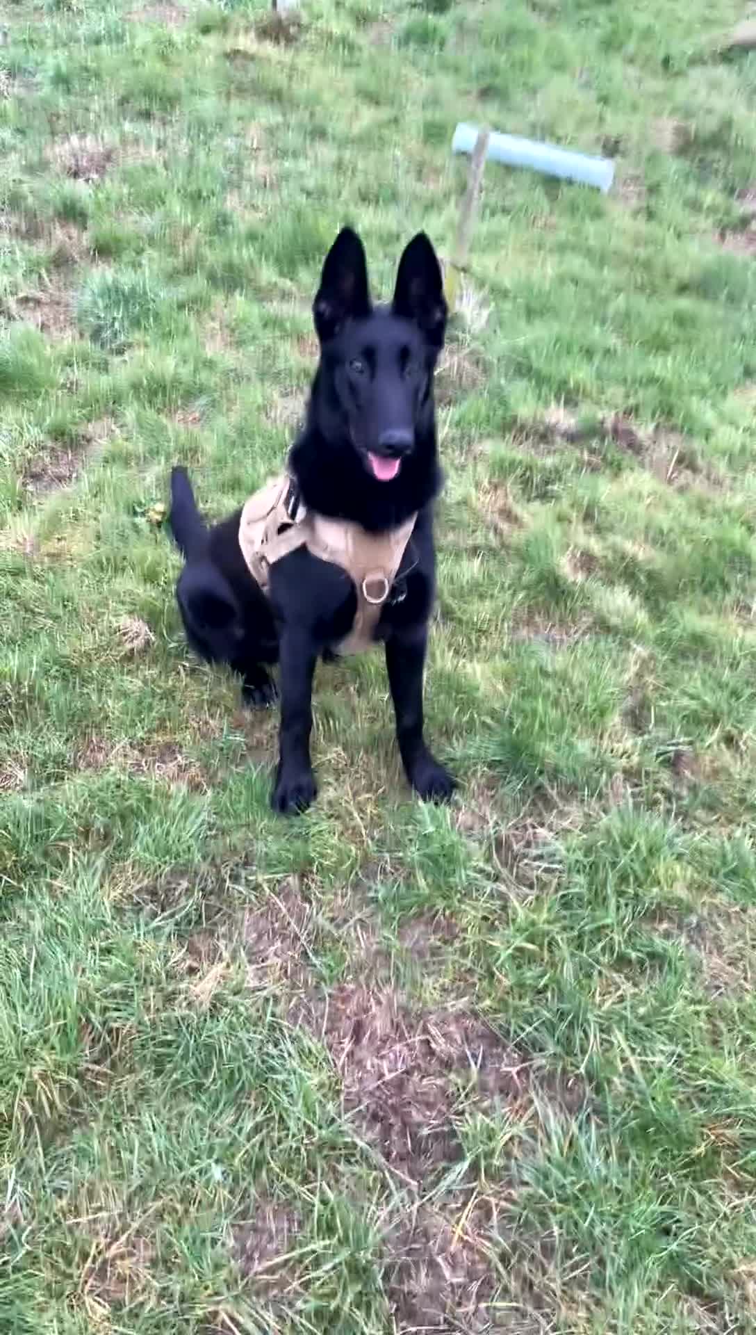 Belgian Shepherd Dog dogs for sale: Belgium malinos for sale  - Video 1