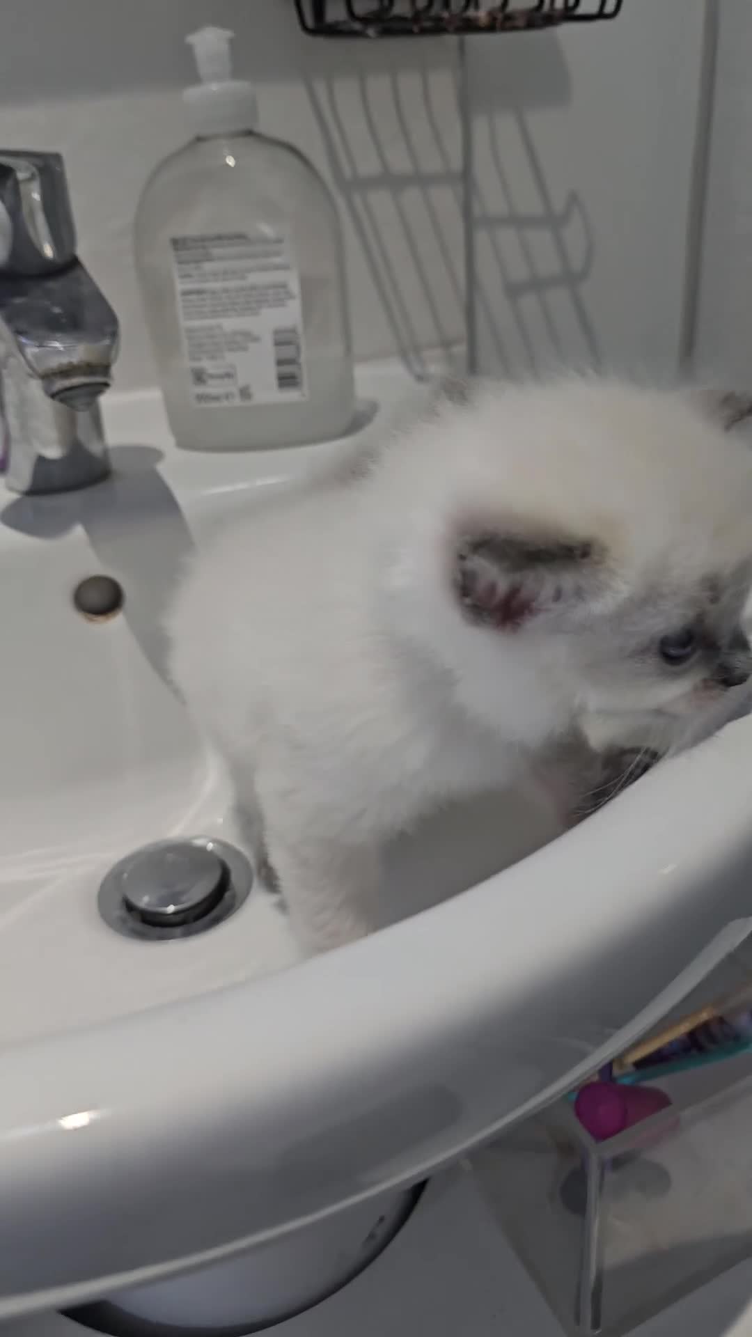 Ragdoll cats for sale: Affectionate Ragdoll Kittens Health-Tested Line - Video 3