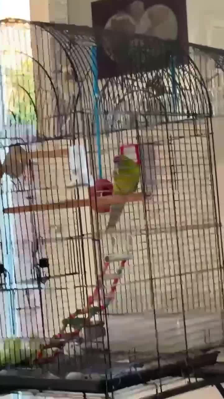 Parakeets birds for sale: A Loving Home Wanted for My Sweet Parakeet - Video 2