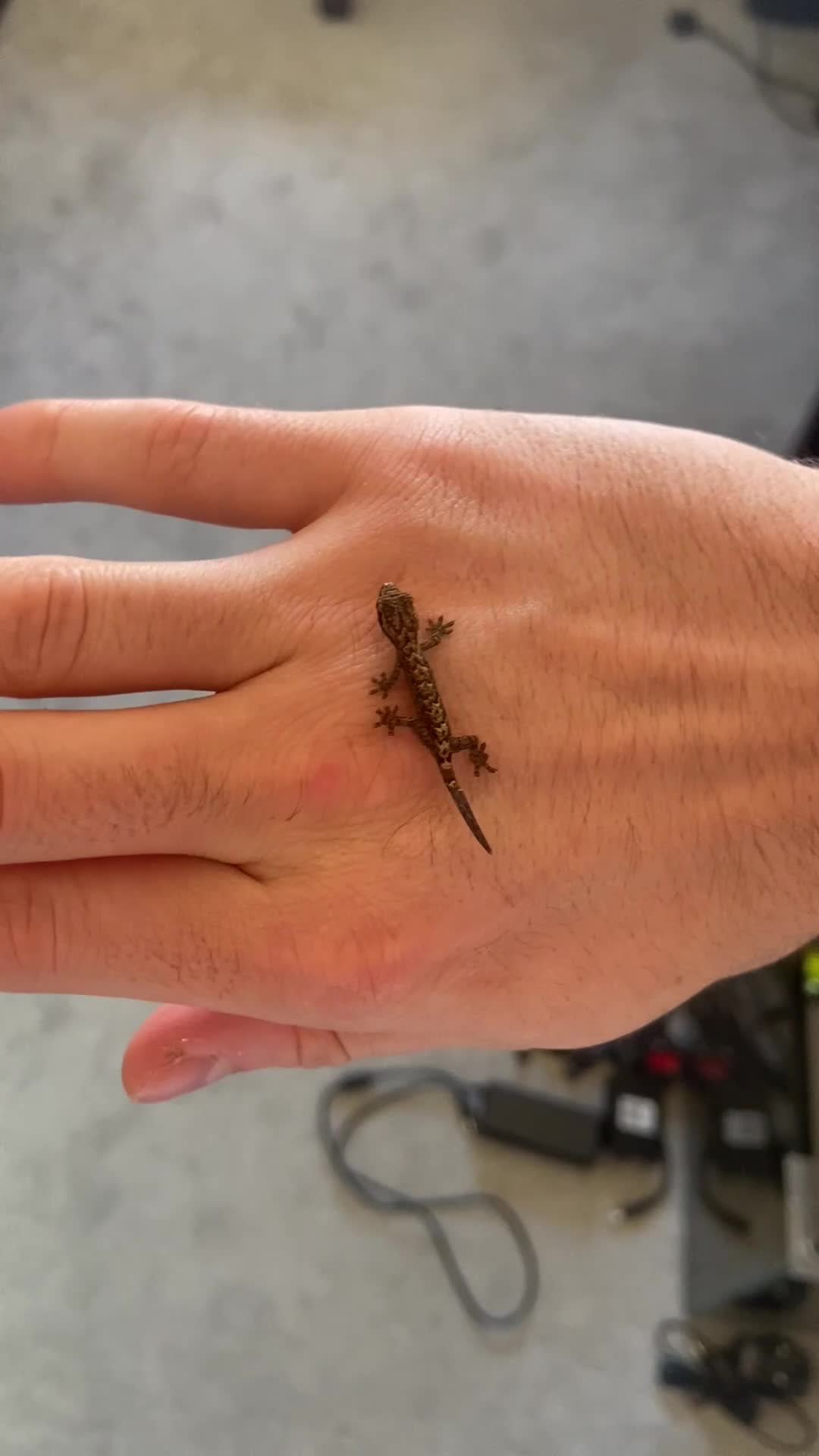 Gecko reptiles for sale: Mourning Gecko Juveniles [+ FREE PLANT CUTTING) - Video 2