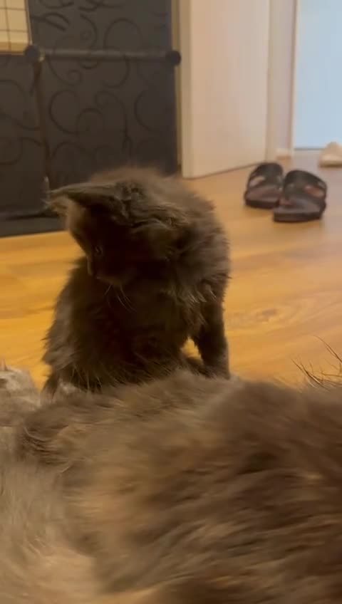 Maine Coon cats for sale: ✨Stunning Maine Coon Kittens Champion Bloodline!✨ - Video 3