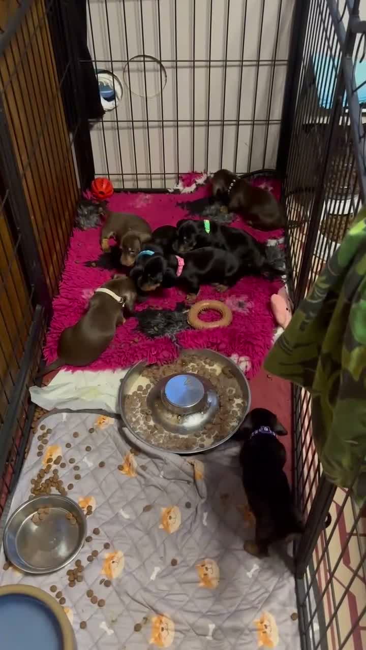 Dachshund dogs for sale: Dachshund Puppies  - Video 1