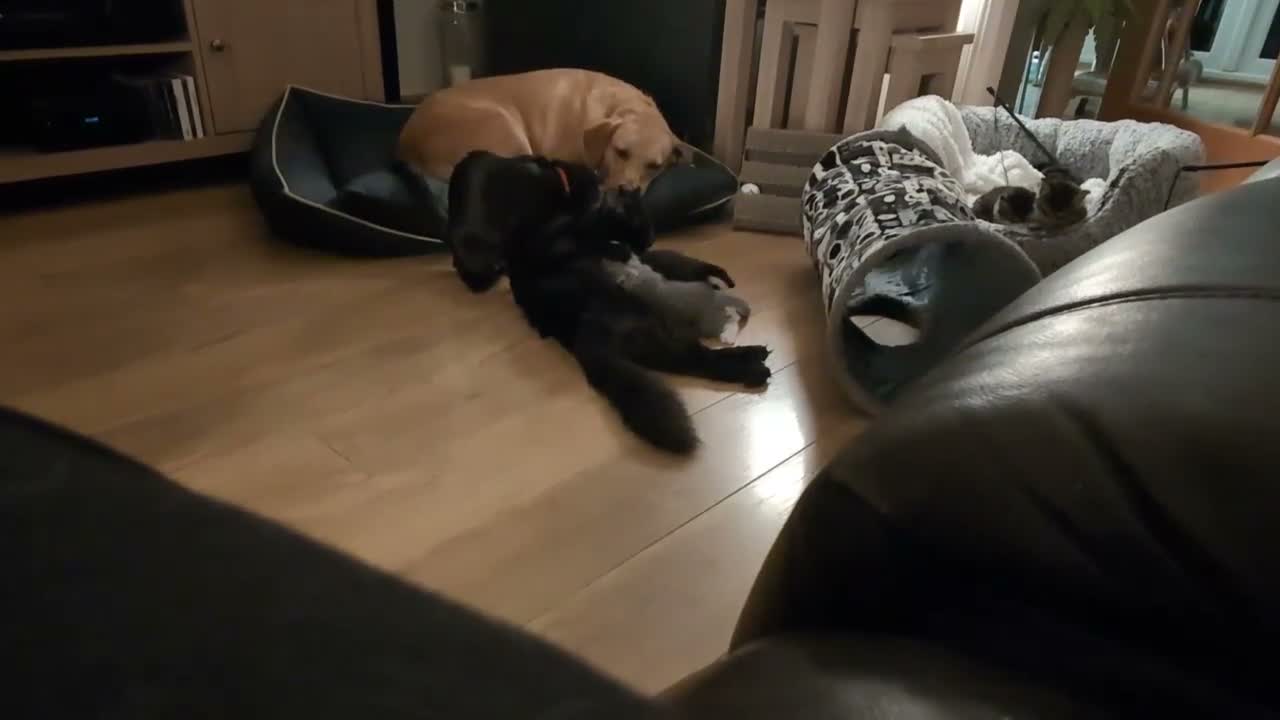 Mixed Breed cats for sale: Six adorable and sweet natured kittens in Kilmarnock - Video 1