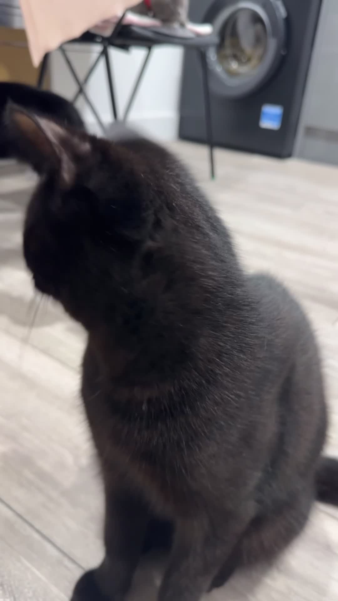 Mixed Breed cats for sale: Friendly Black Kitten Ready for Loving Home 🖤🐈‍⬛ - Video 1